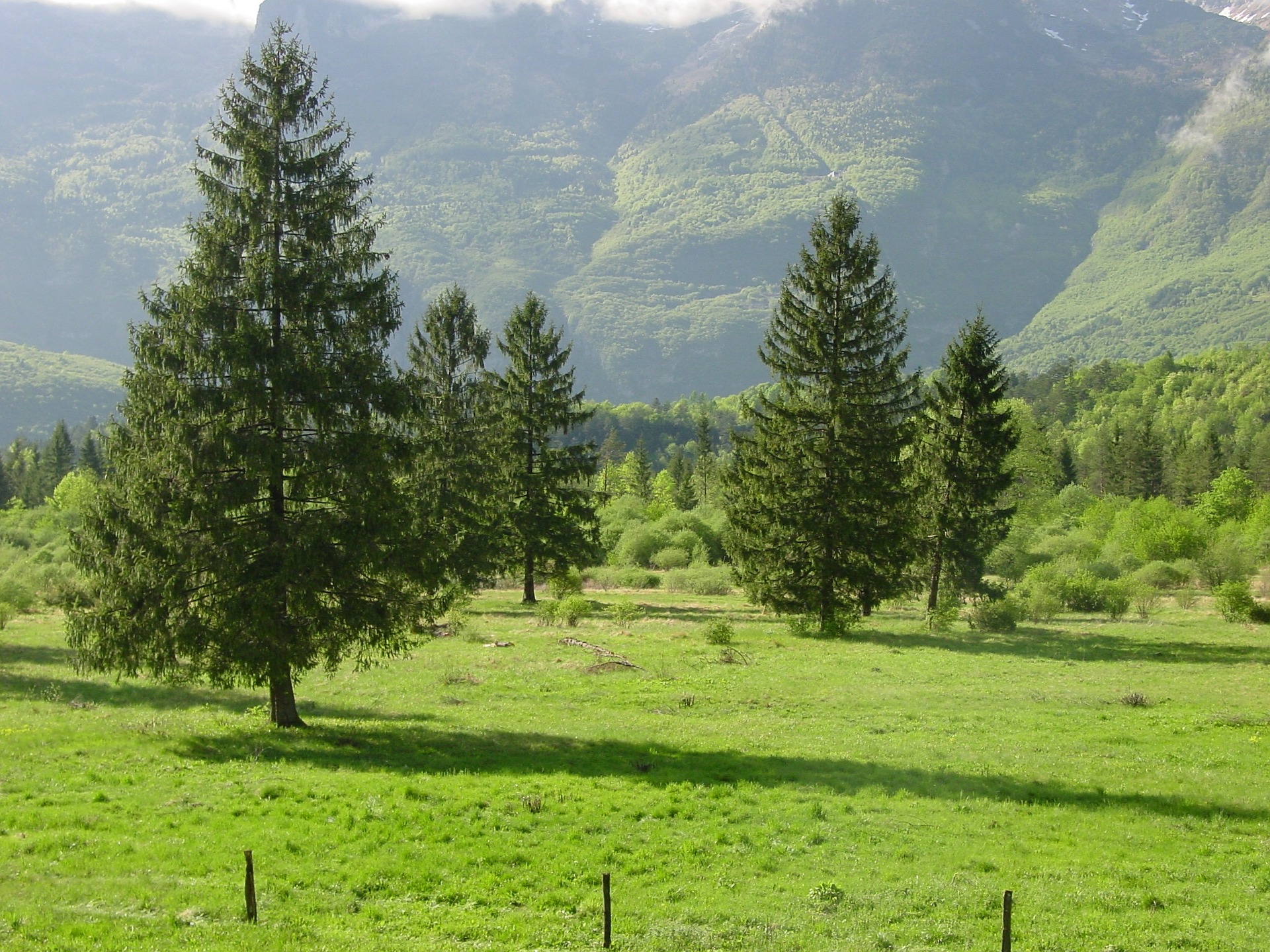 Smreke, 50shades of ggreen, pixabay free commercial Ljubljana today